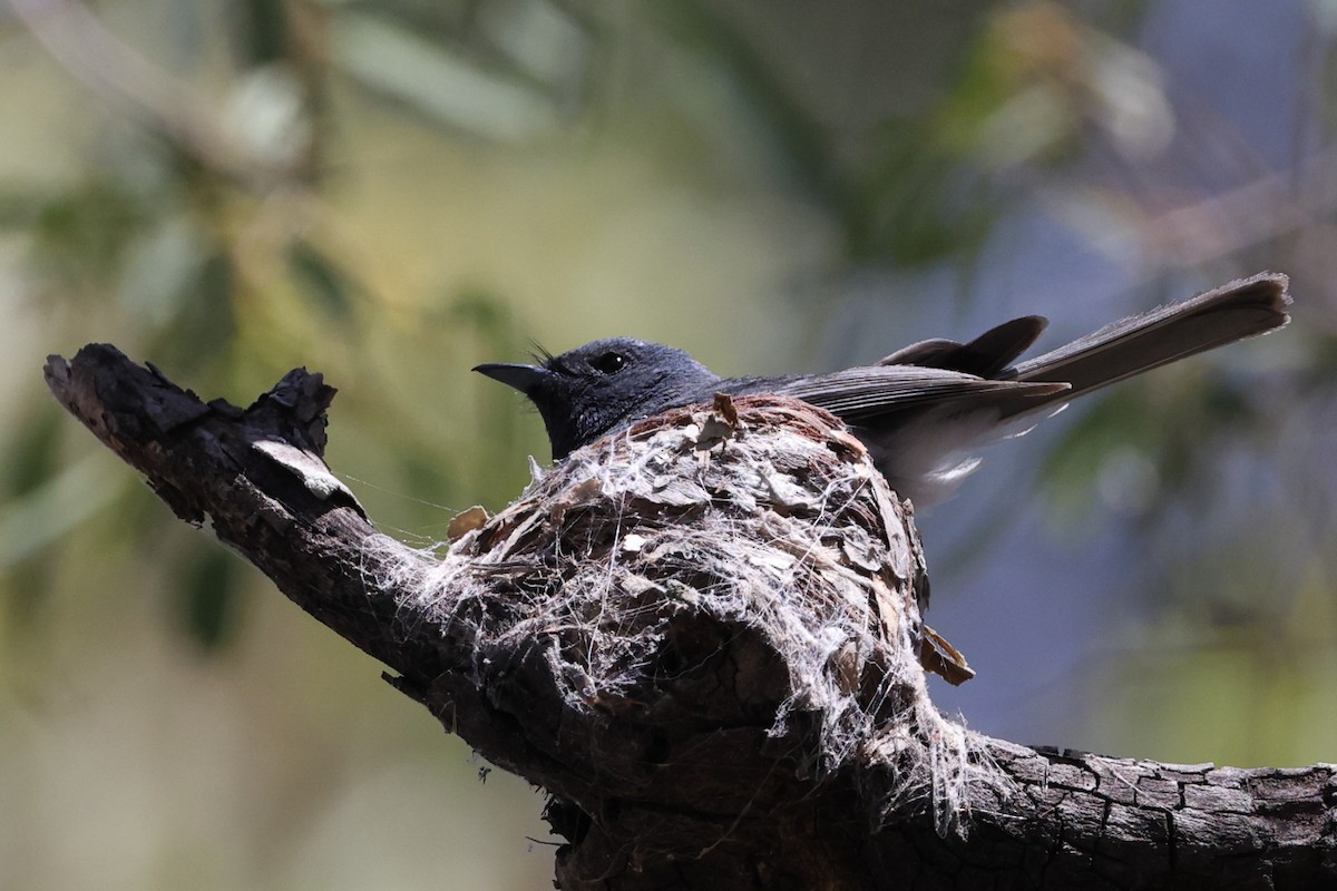 Leaden Flycatcher - ML646494539