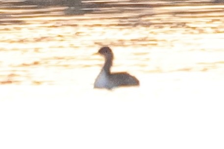 Red-necked Grebe - ML646494543