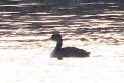 Red-necked Grebe - ML646494544