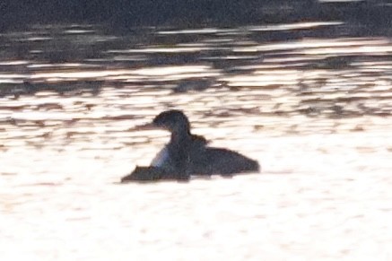 Red-necked Grebe - ML646494545