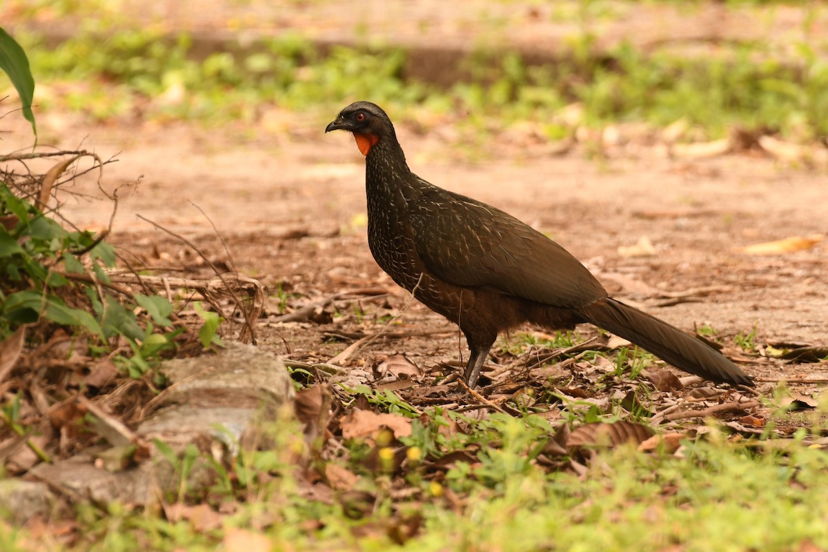 guan tmavonohý - ML646494548