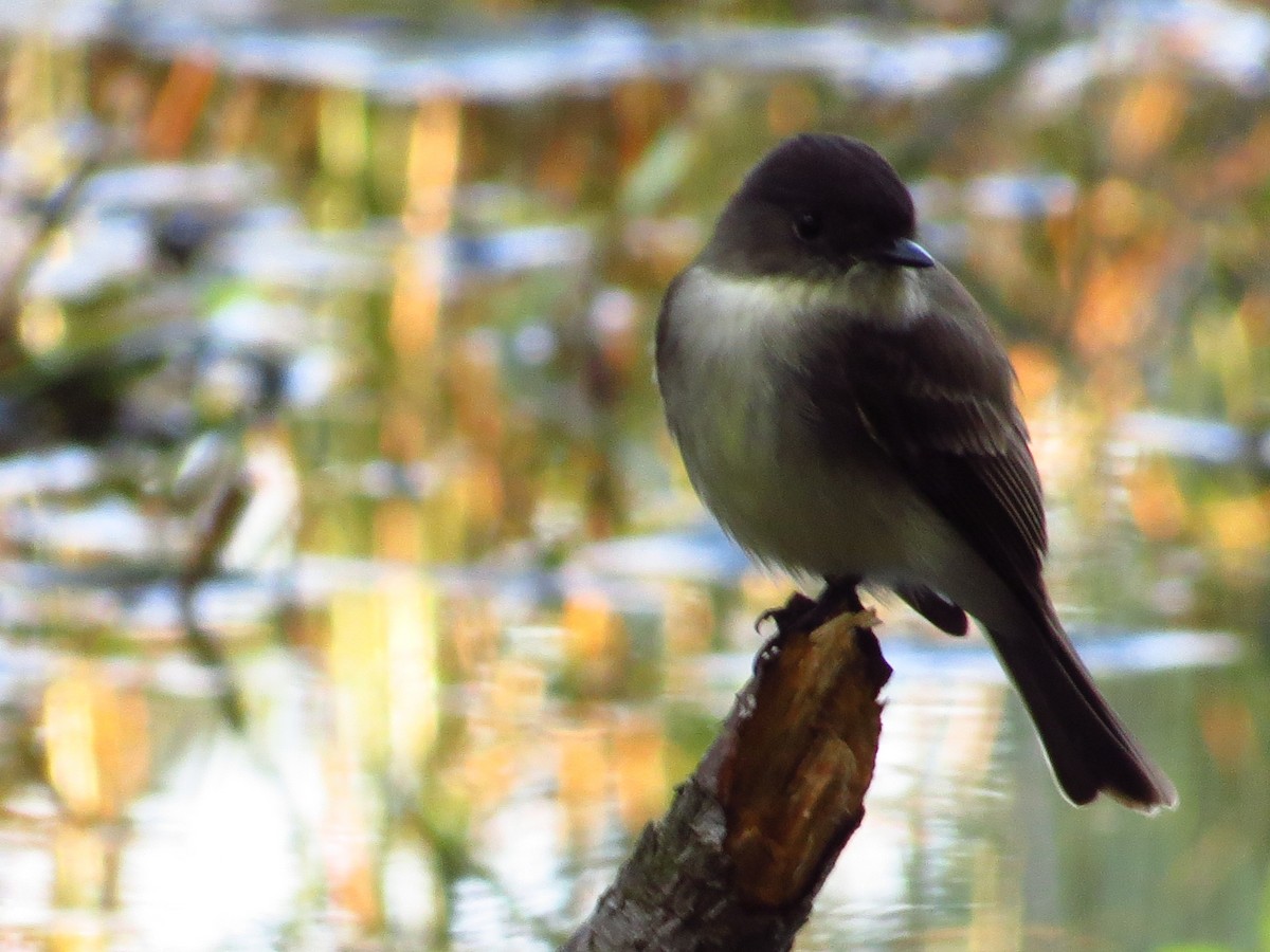 tyranovec domácí - ML646494550