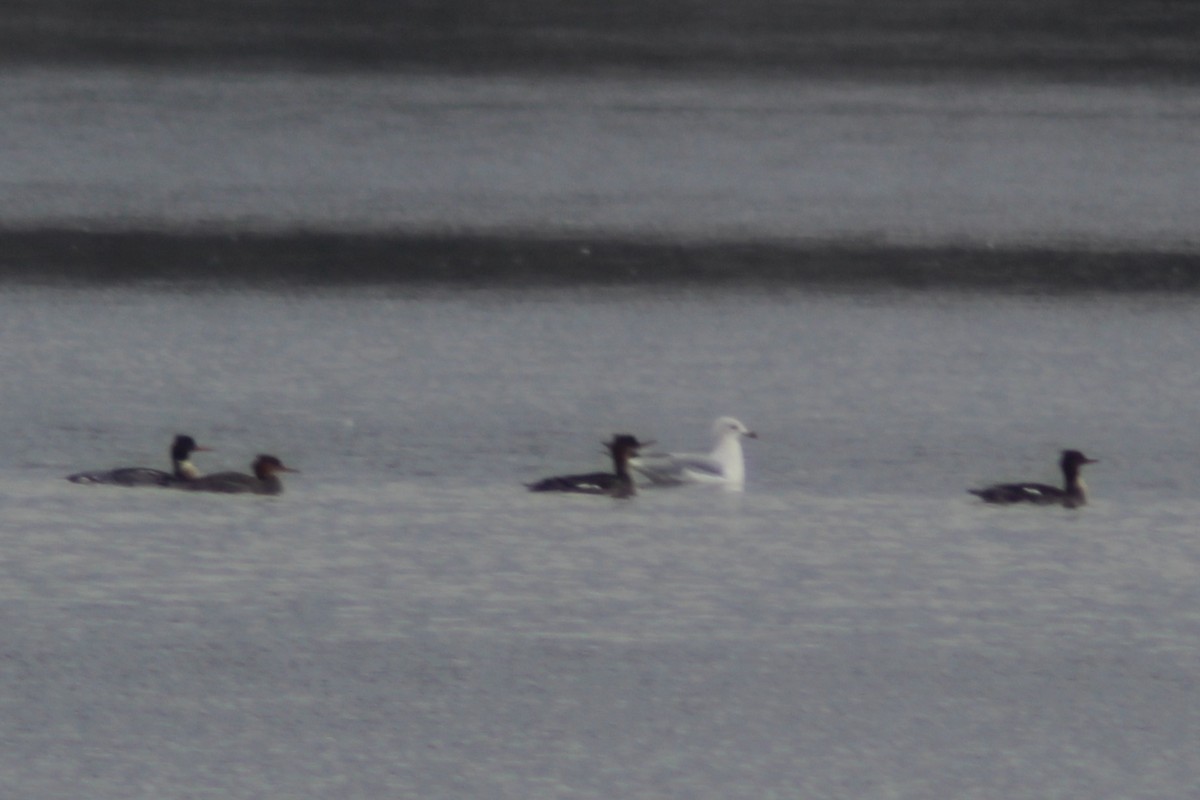 Red-breasted Merganser - ML646494552