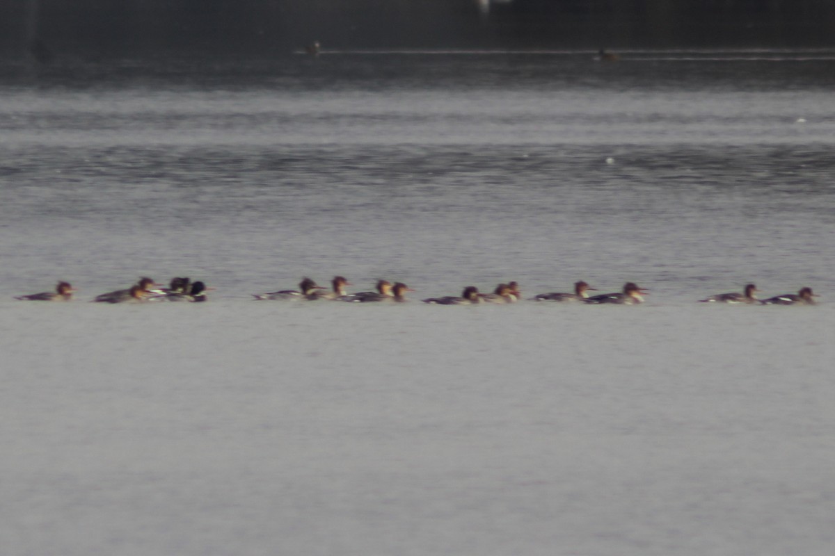 Red-breasted Merganser - ML646494553