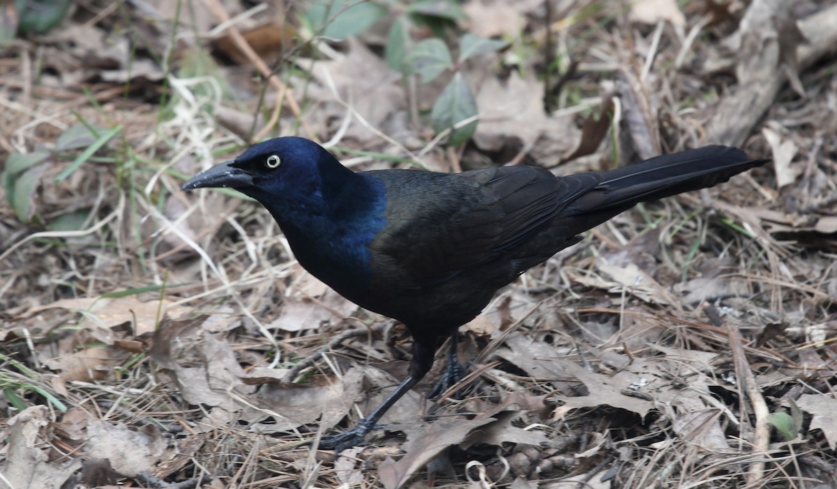 Common Grackle - ML646494555