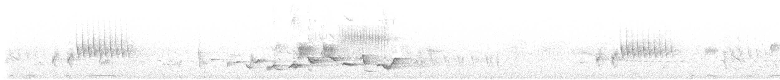 Scott's Oriole - ML646494556