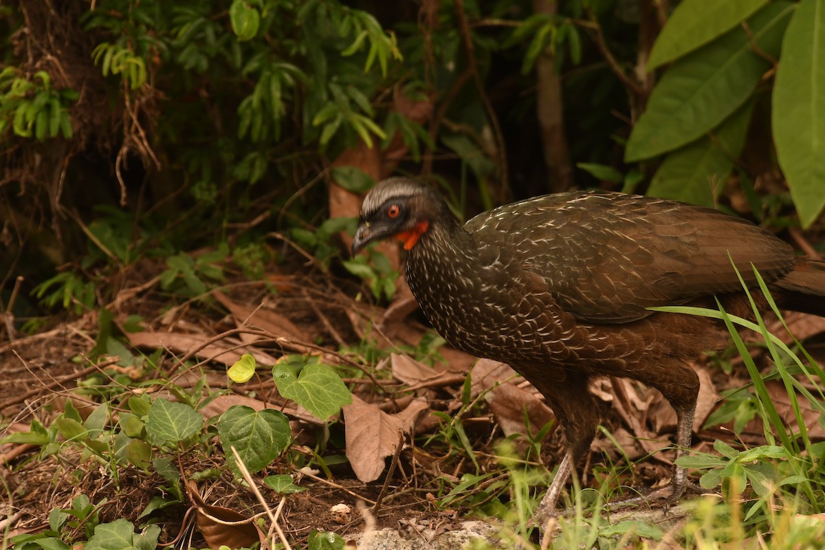 guan tmavonohý - ML646494557