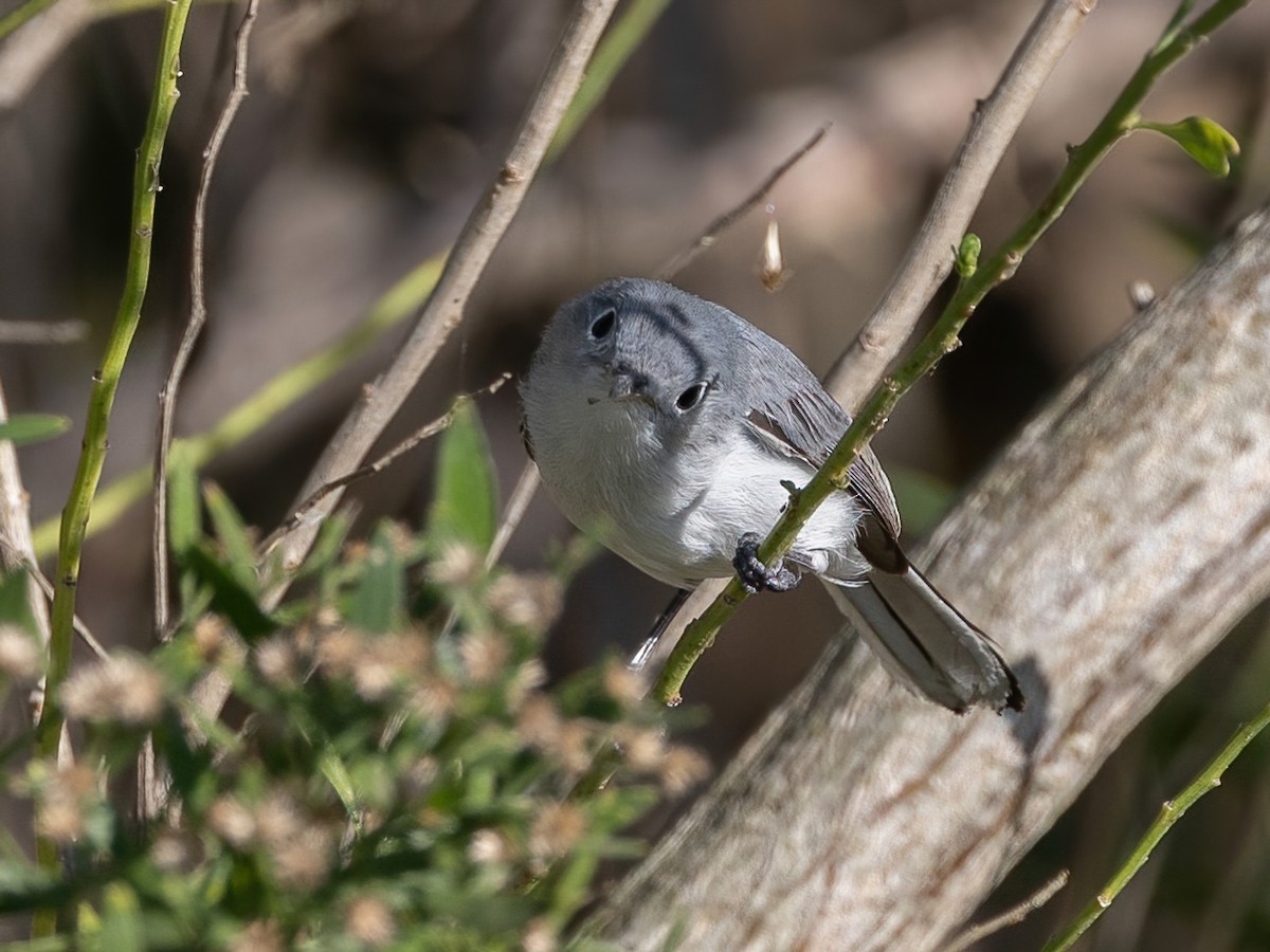 ブユムシクイ - ML646494562