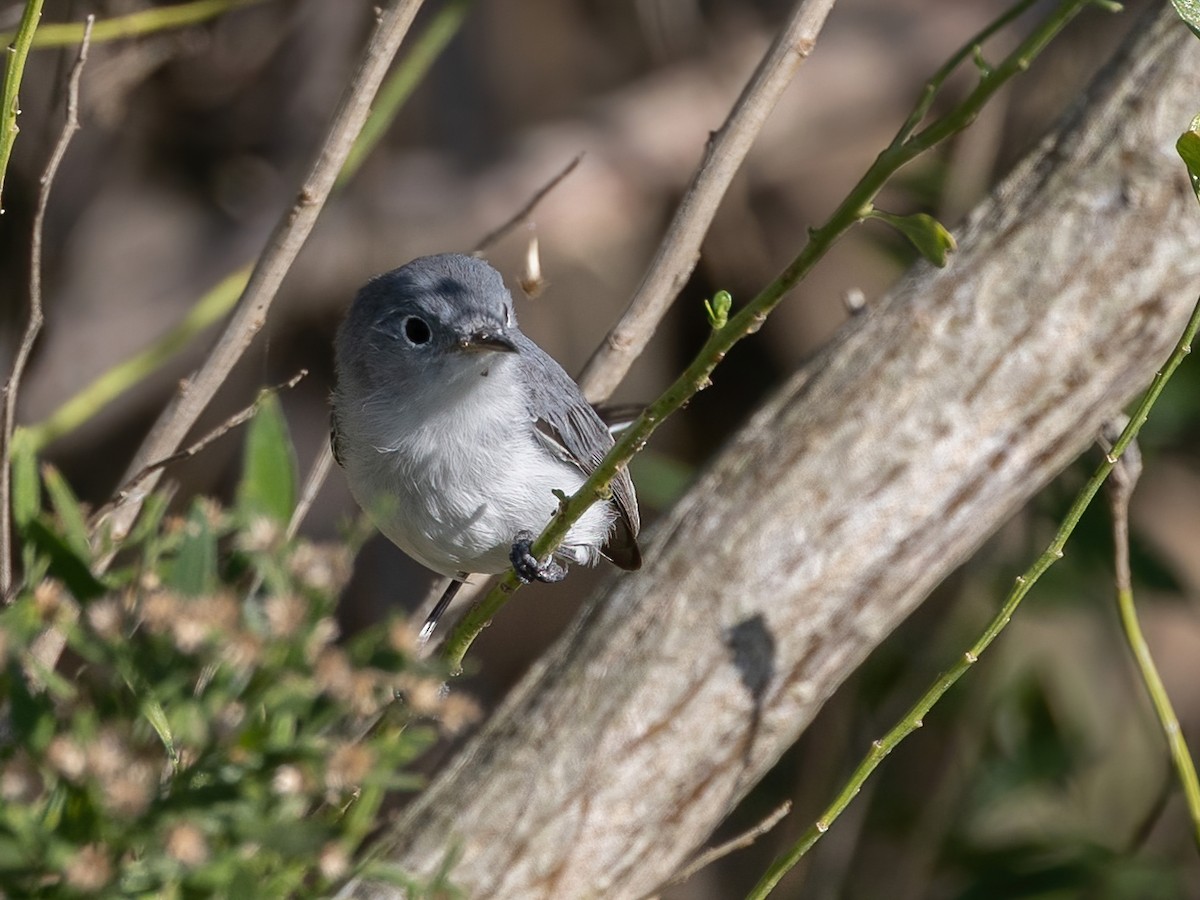 ブユムシクイ - ML646494563