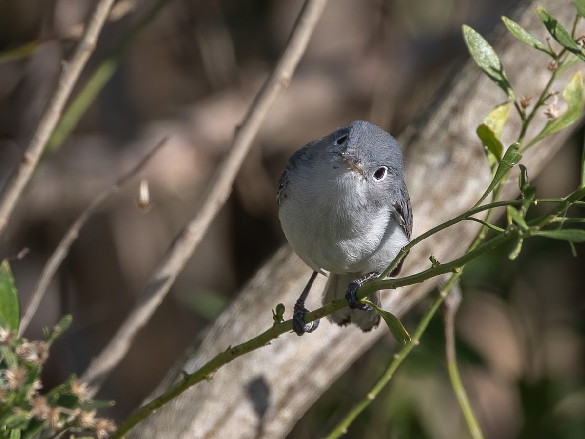 ブユムシクイ - ML646494564