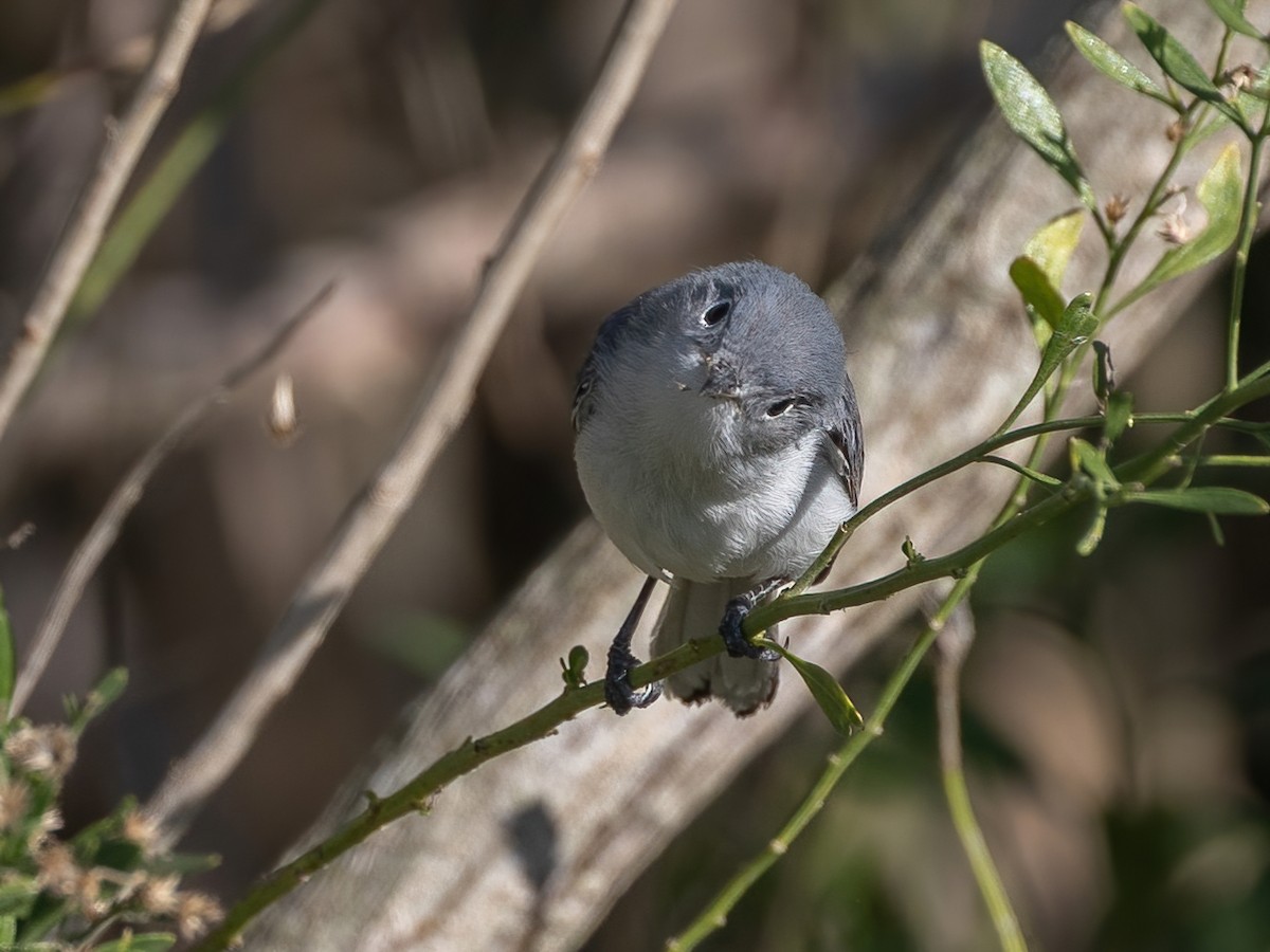 ブユムシクイ - ML646494565