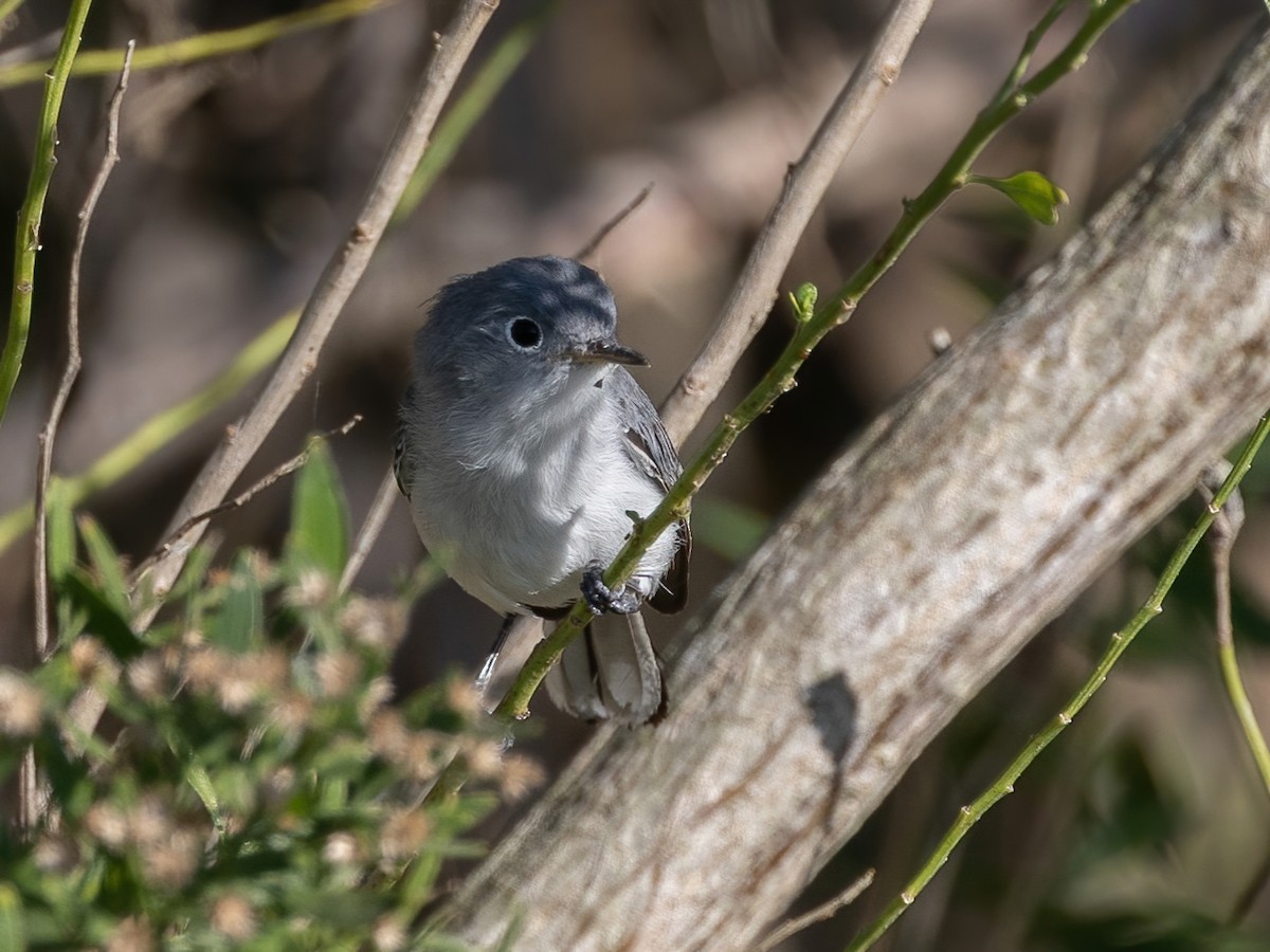 ブユムシクイ - ML646494566