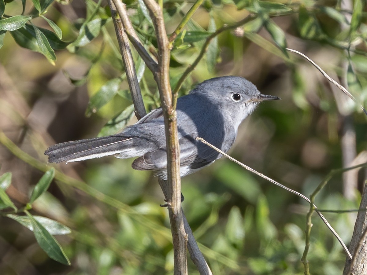 ブユムシクイ - ML646494567