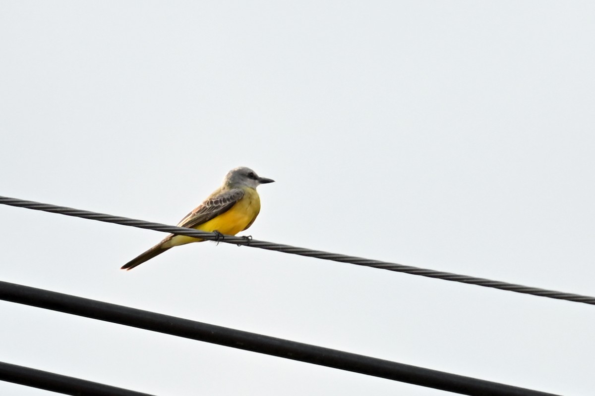 Trauerkönigstyrann - ML646494569