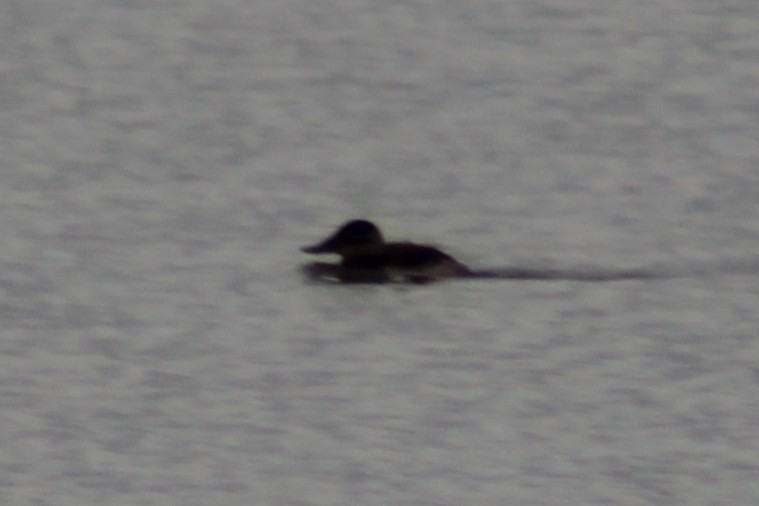 kobberand - ML646494570