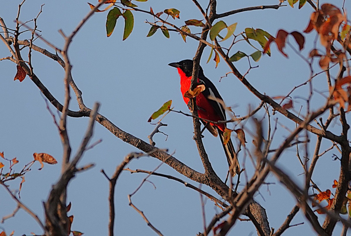 Ala-Kırmızı Bubu - ML646494571