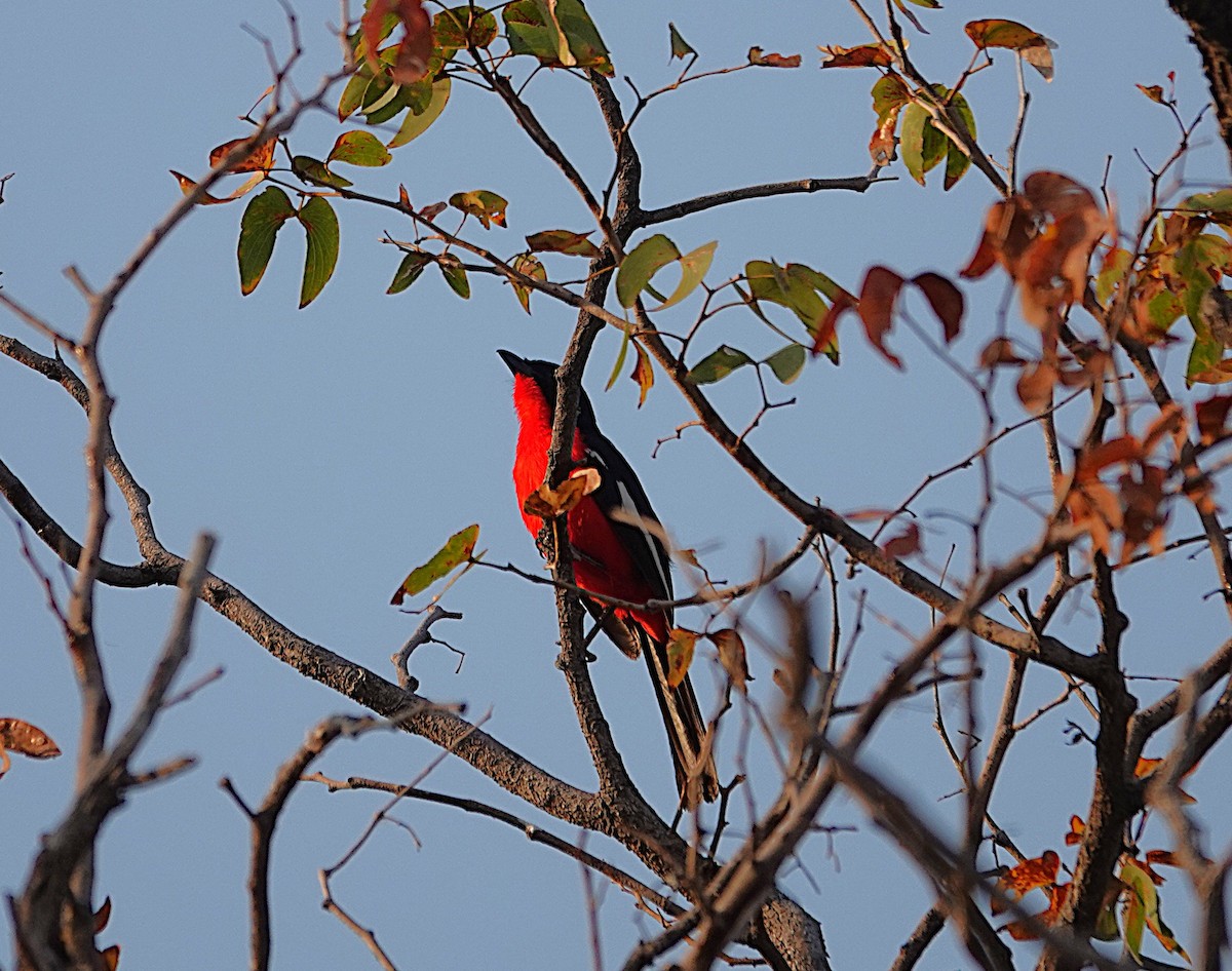 Ala-Kırmızı Bubu - ML646494572