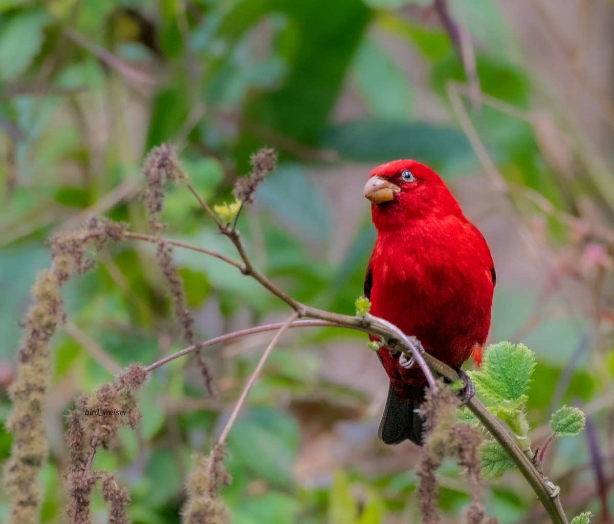 Roselin cipaye - ML646494573