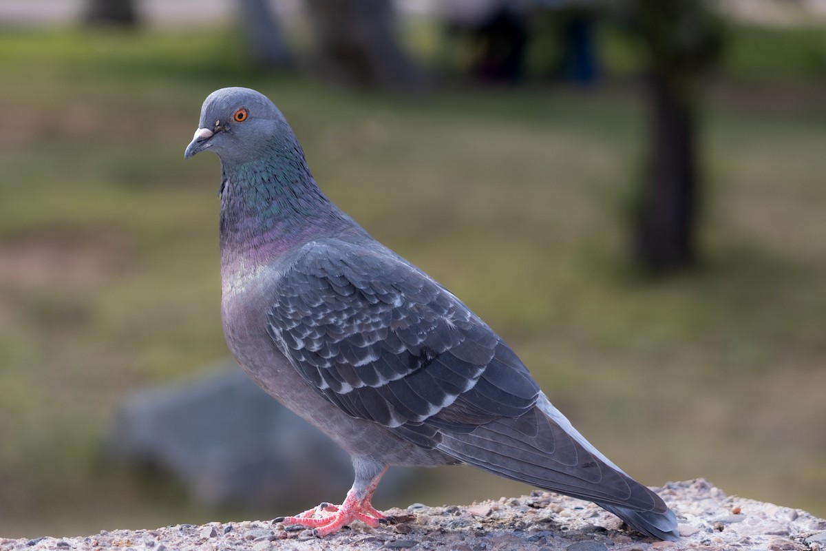 Rock Pigeon (Feral Pigeon) - ML646494574