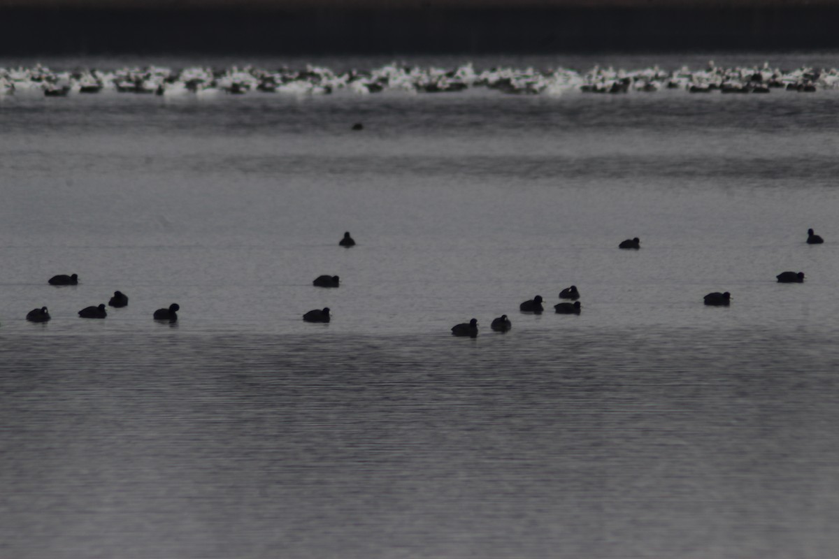 American Coot - ML646494575