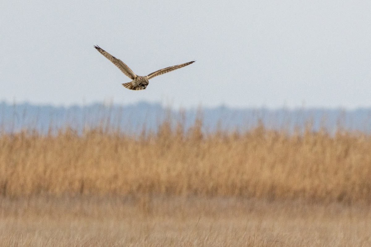 Búho Campestre (Norteño) - ML646494576