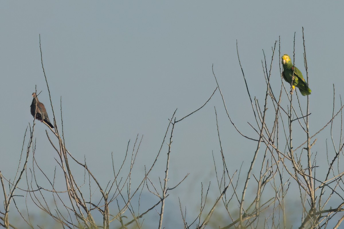 Yellow-headed Amazon - ML646494581