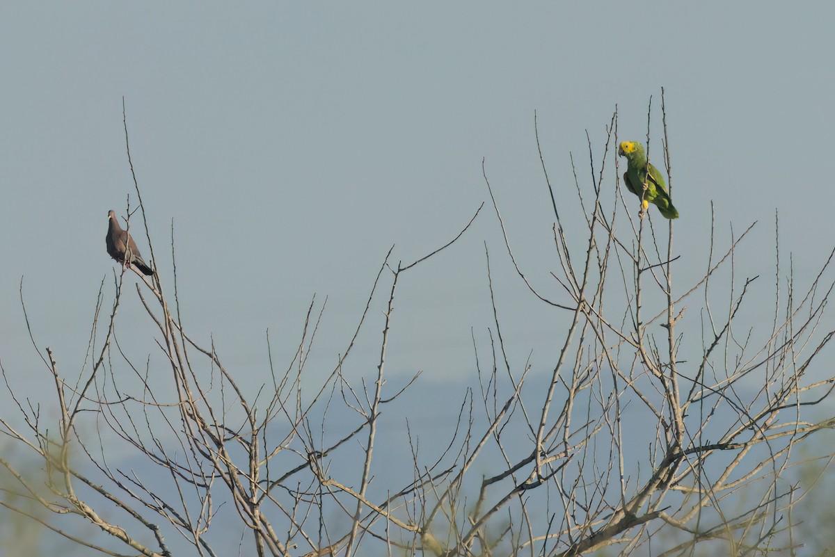 Yellow-headed Amazon - ML646494582
