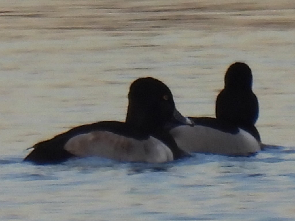 Ring-necked Duck - ML646494583