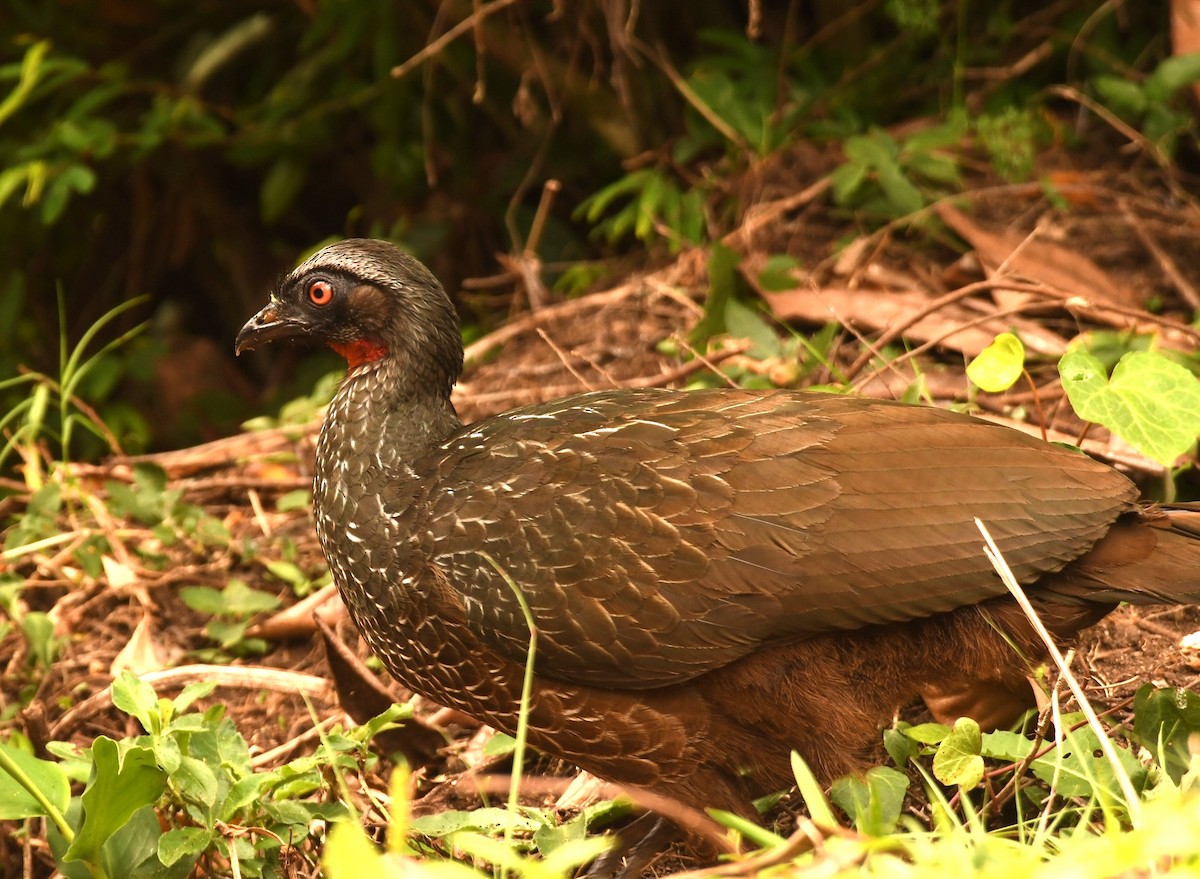 guan tmavonohý - ML646494584