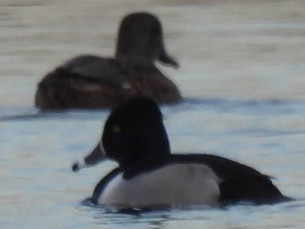Ring-necked Duck - ML646494590