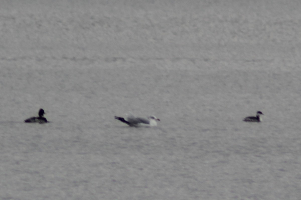 Horned Grebe - ML646494591