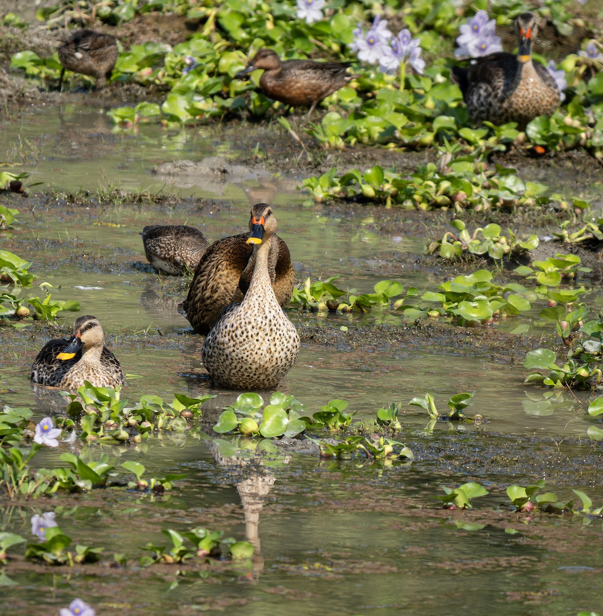 Indian Spot-billed Duck - ML646494593