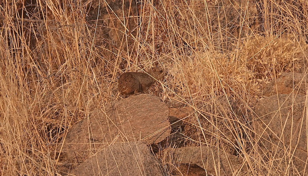 Güney Afrika Damanı - ML646494595