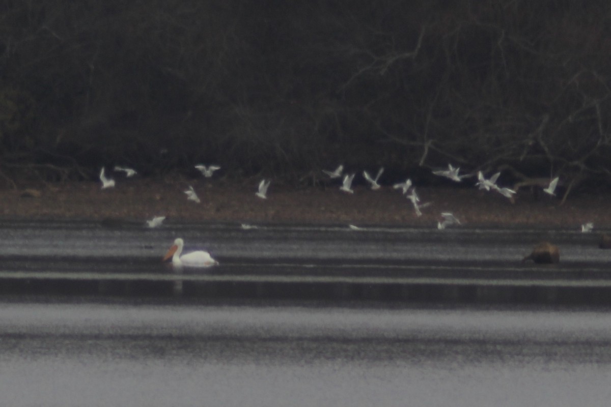 American White Pelican - ML646494596