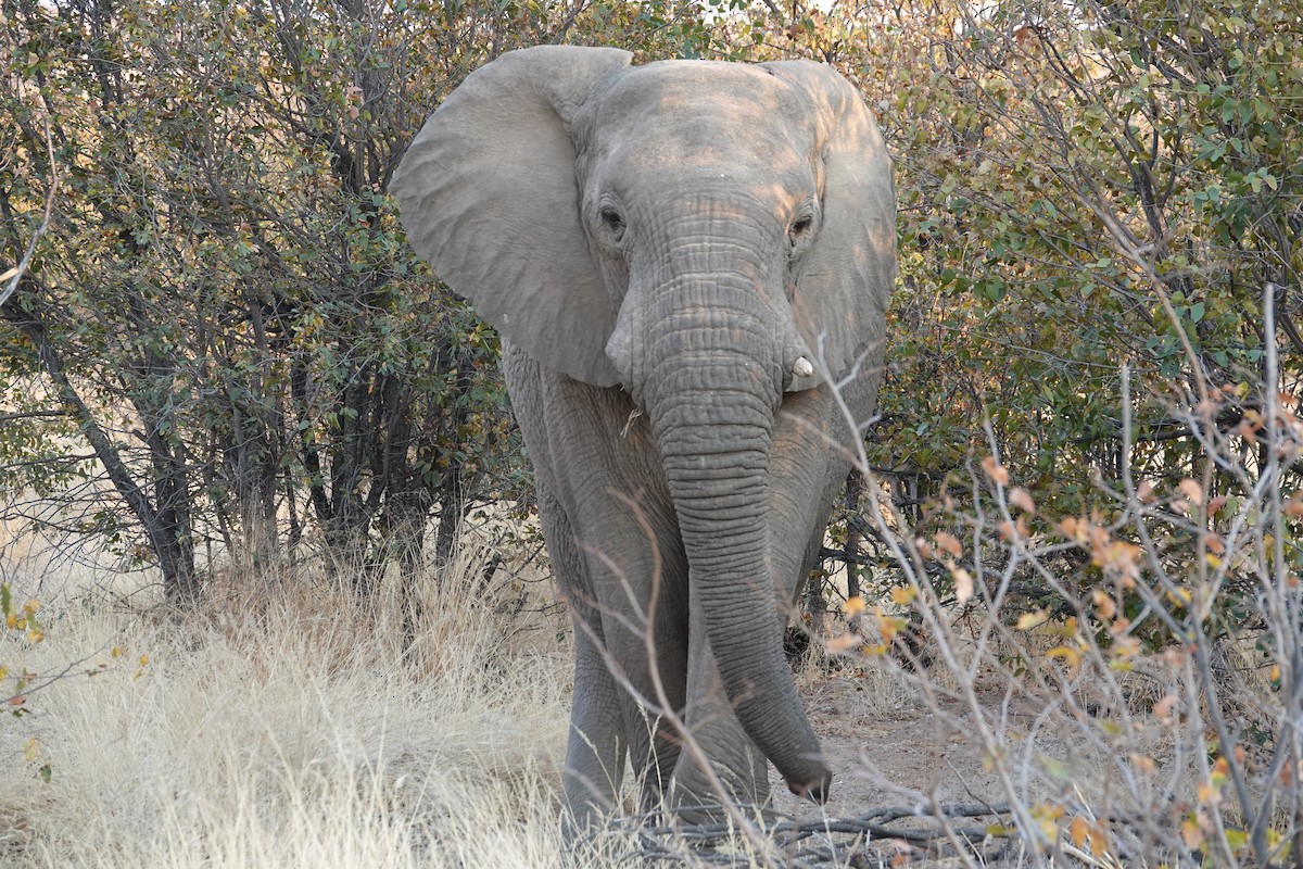 Afrika Savan Fili - ML646494597