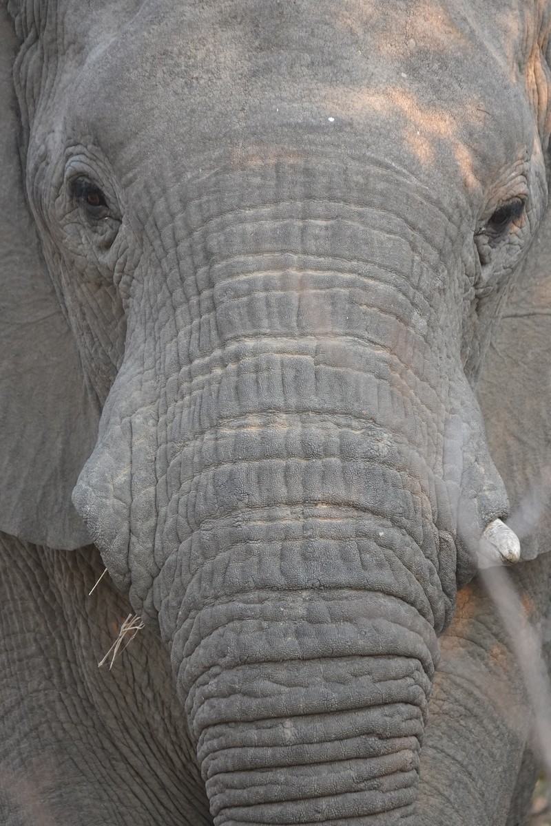 Afrika Savan Fili - ML646494598