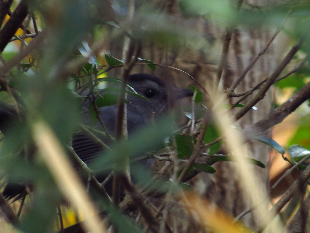 drozdec černohlavý - ML646494600