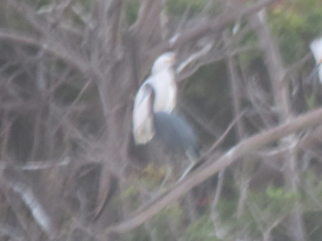 Little Blue Heron - ML646494601