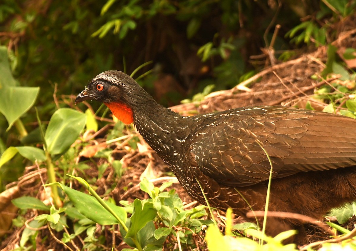 guan tmavonohý - ML646494604