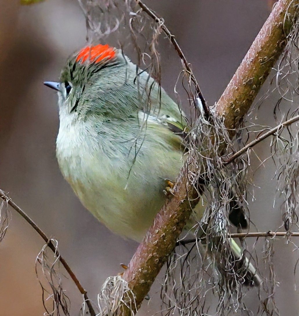 Ruby-crowned Kinglet - ML646494605