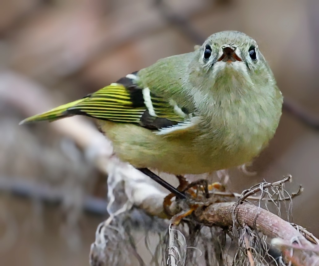 Ruby-crowned Kinglet - ML646494606