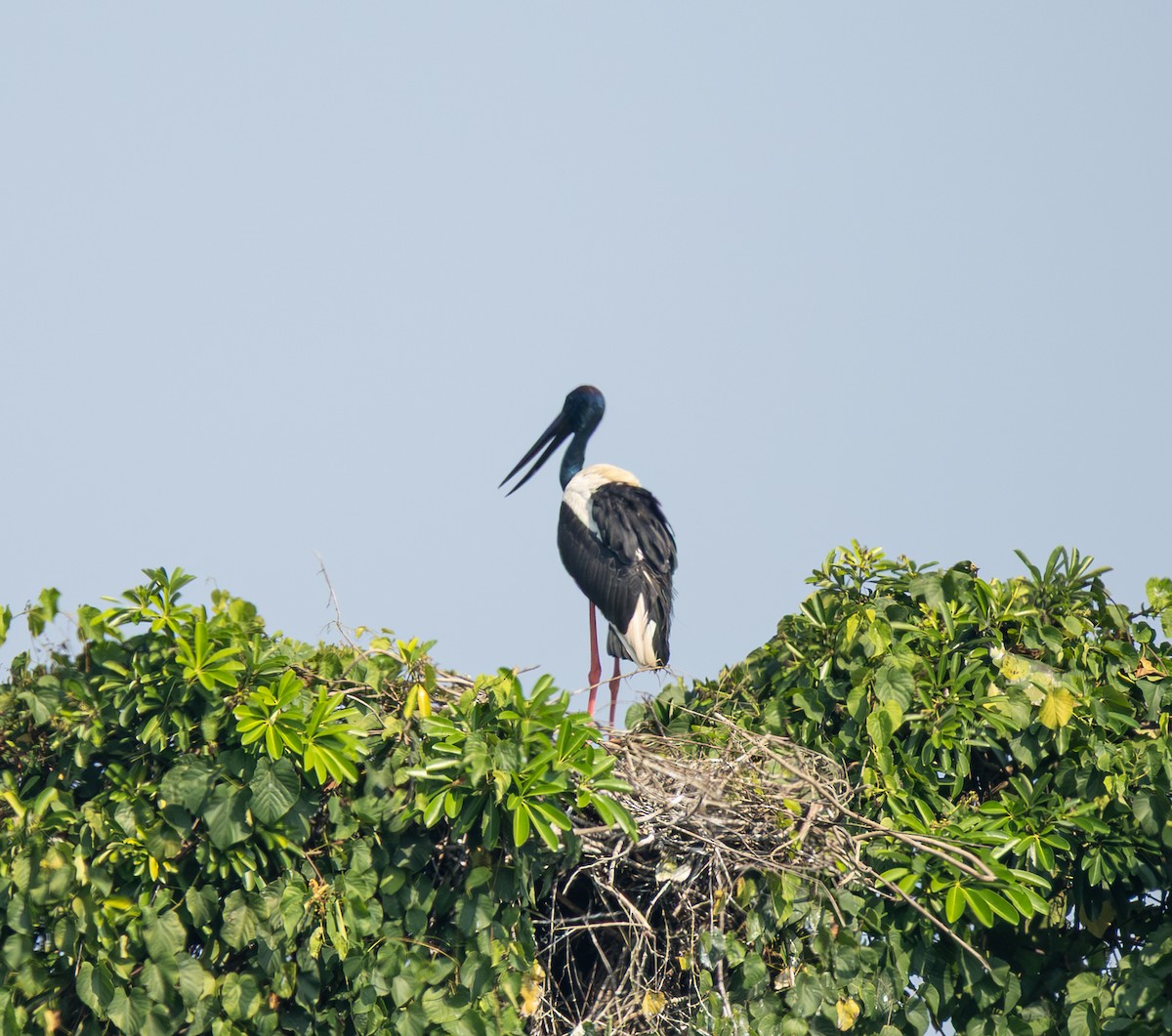 Black-necked Stork - ML646494610