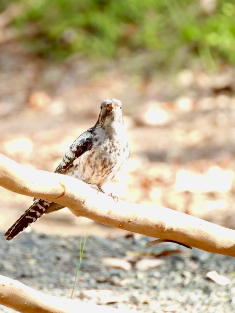 kukačka australská - ML646494612