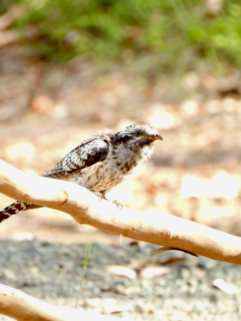 kukačka australská - ML646494613