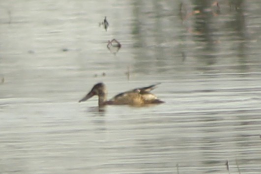 skjeand - ML646494614