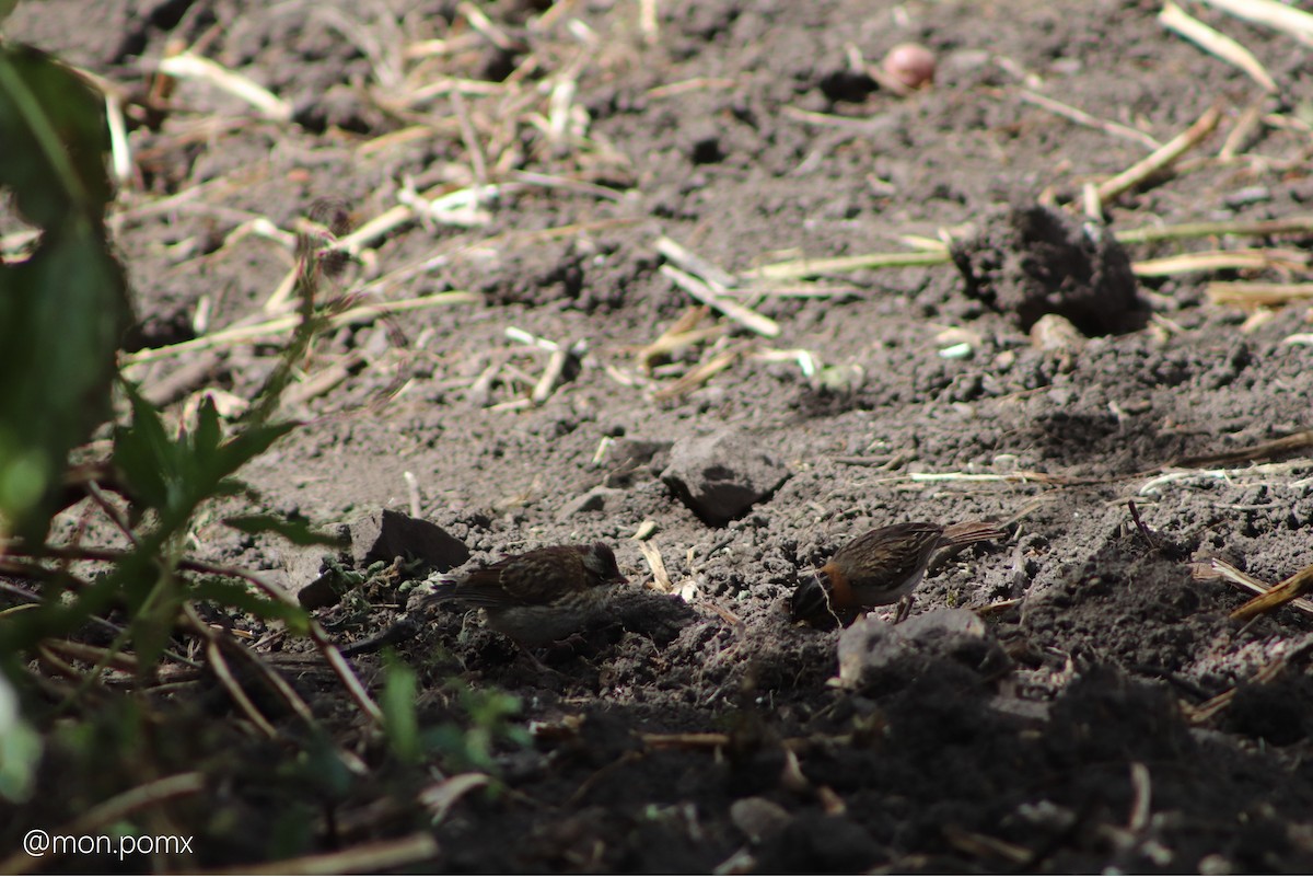 Rufous-collared Sparrow - ML646494617