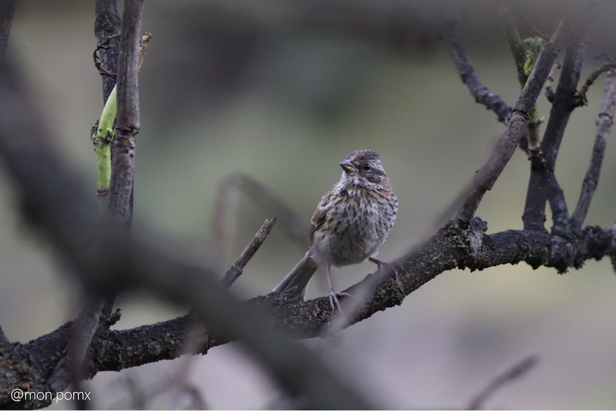 Rufous-collared Sparrow - ML646494618
