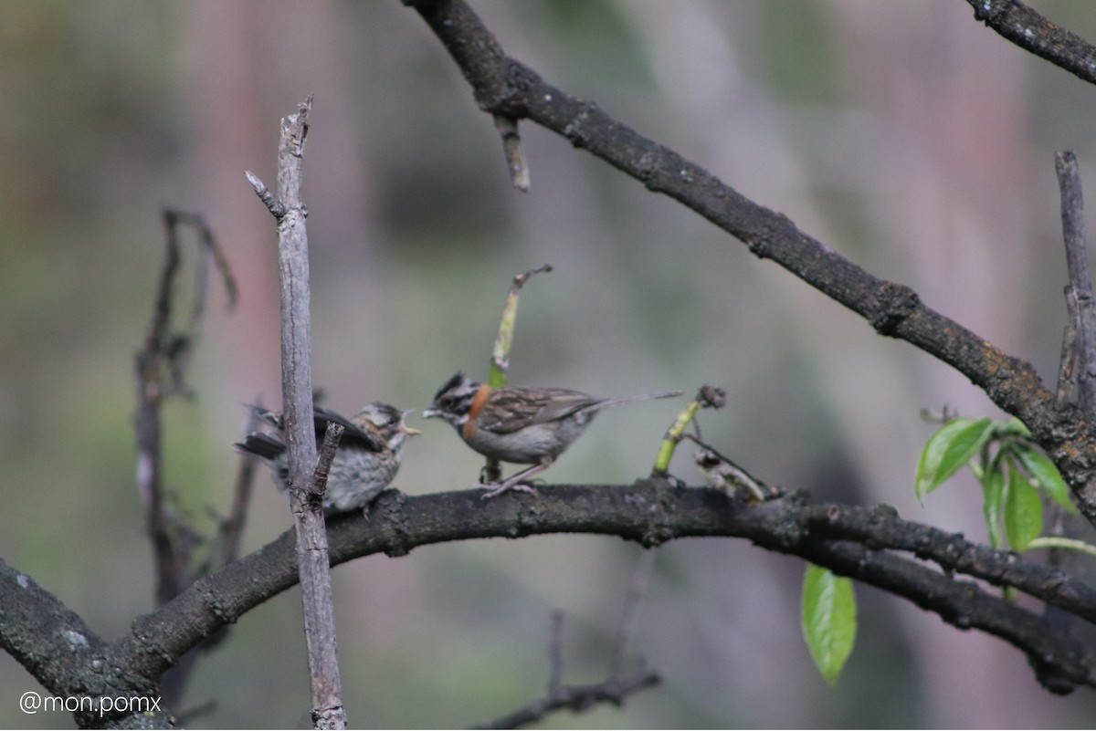 Rufous-collared Sparrow - ML646494619