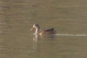 Gadwall - ML646494621
