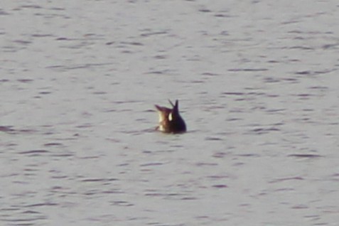 Gadwall - ML646494622